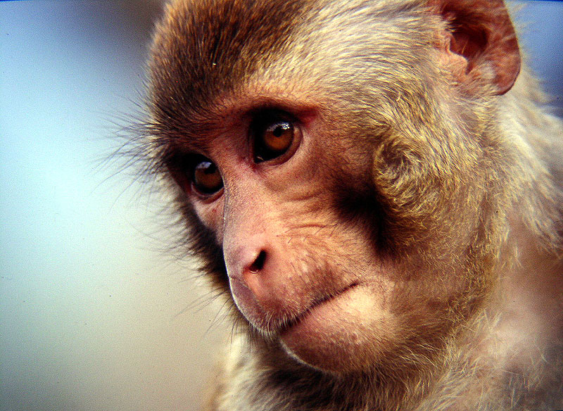 bonnet_macaque